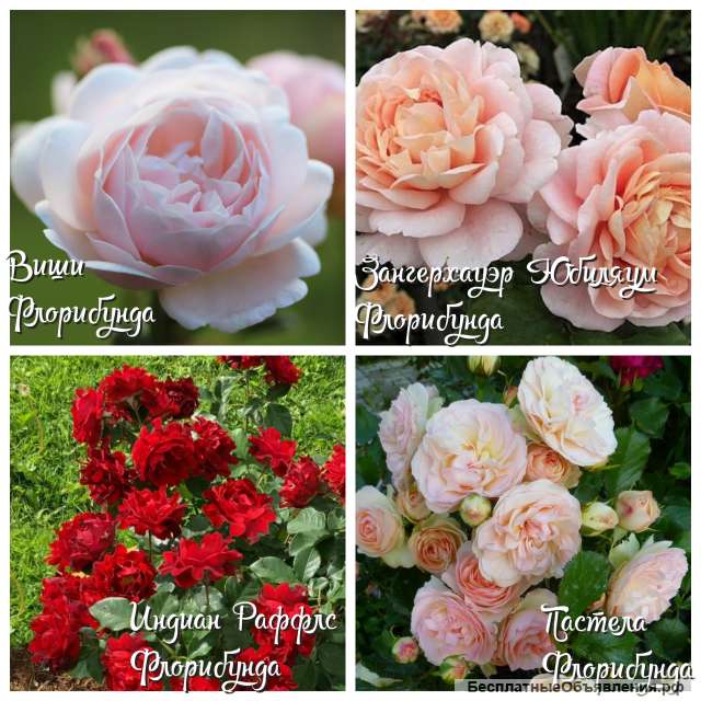 Саженцы роз