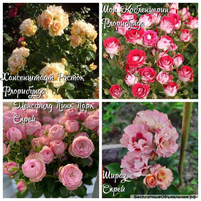 Саженцы роз