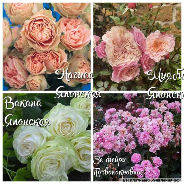 Саженцы роз