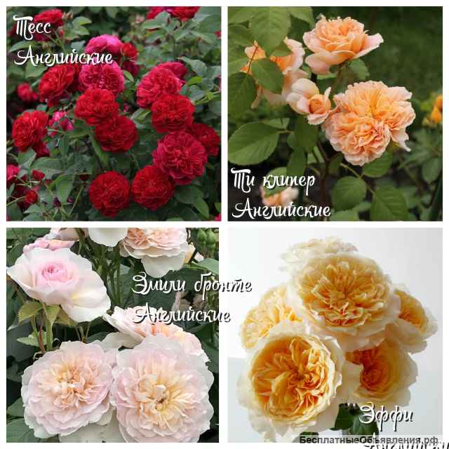 Саженцы роз