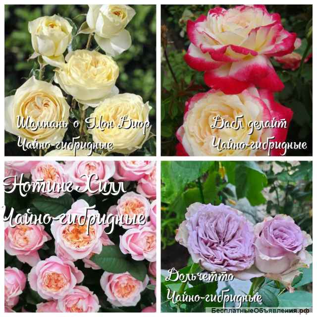 Саженцы роз