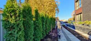 Уход за садом, благоустройство