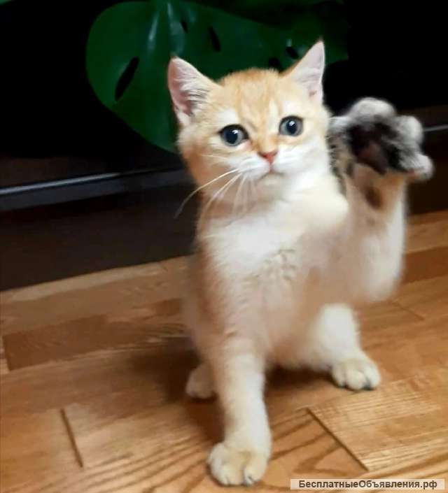 Котенок золотая шиншилла ny12