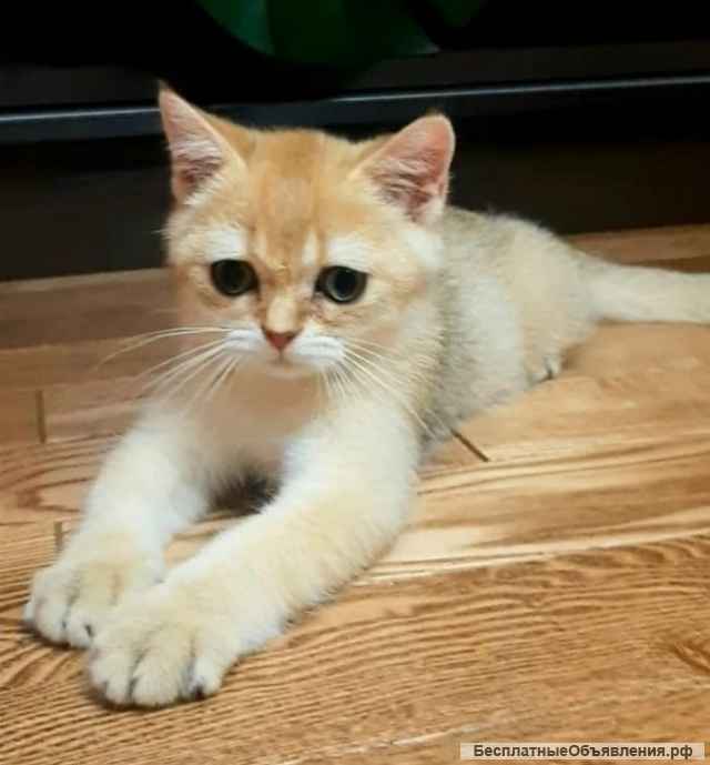 Котенок золотая шиншилла ny12