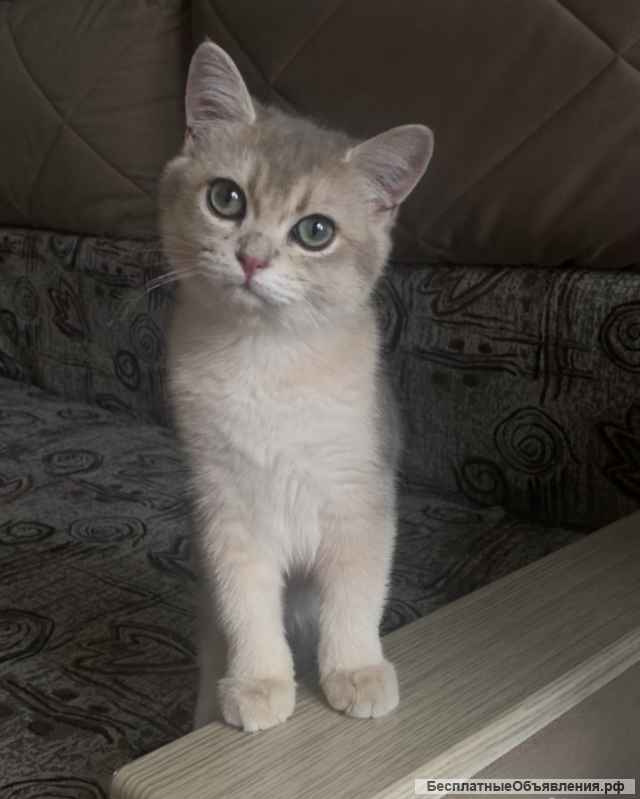 Котенок голубая шиншилла ay11