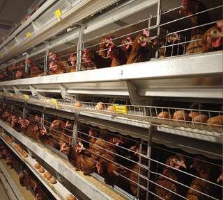 Клетка для кур несушек