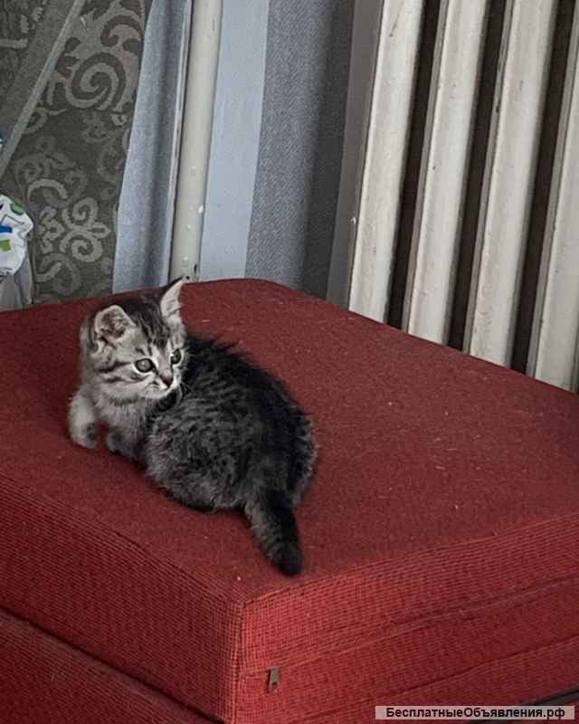 Котёнок в добрые руки