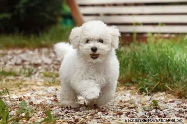 Нежная девочка-щенок бишон-фризе