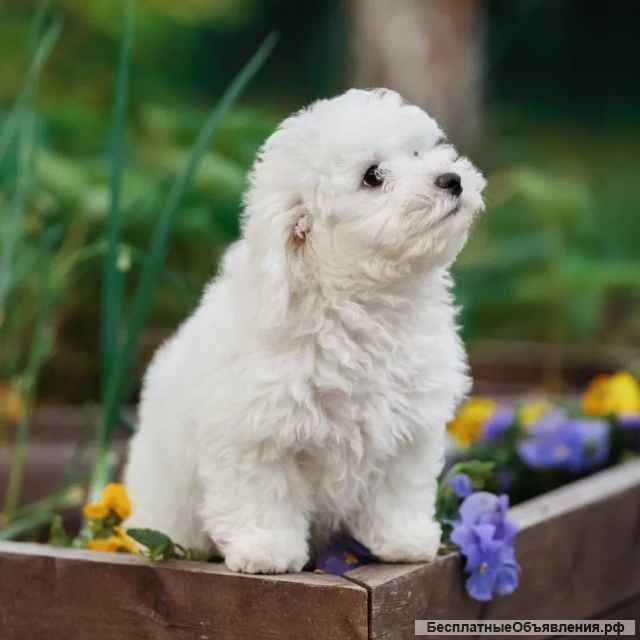 Нежная девочка-щенок бишон-фризе