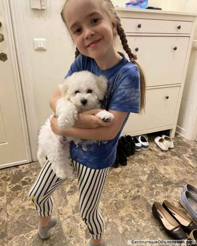 Нежная девочка-щенок бишон-фризе