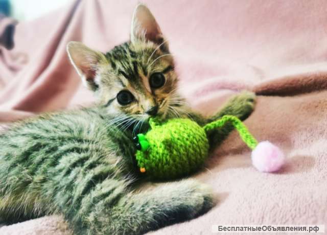 Котята даром