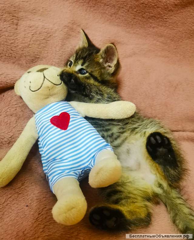 Котята даром