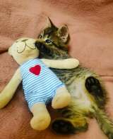 Котята даром