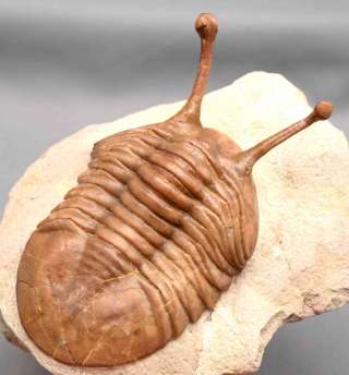 Трилобиты Санкт-Петербурга, продажа ордовикских трилобитов