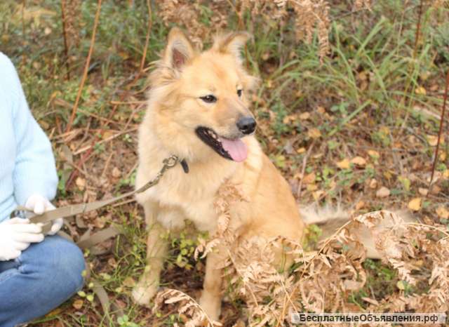 Собачка лисичка