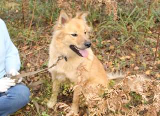 Собачка лисичка