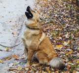 Собачка лисичка