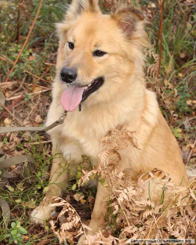 Собачка лисичка