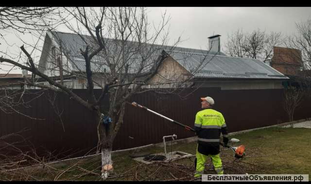 Спил деревьев