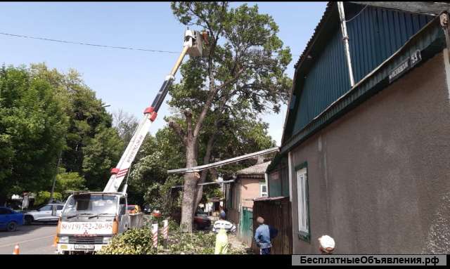 Спил деревьев