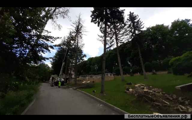 Спил деревьев