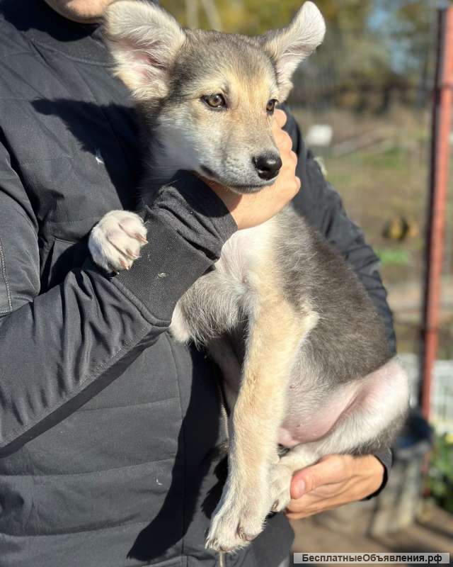 Щенок Биба в добрые руки