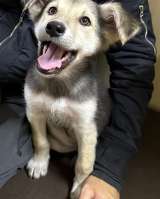 Щенок Биба в добрые руки