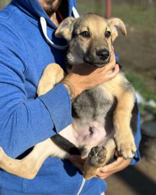 Маленький щенок Боба в добрые руки
