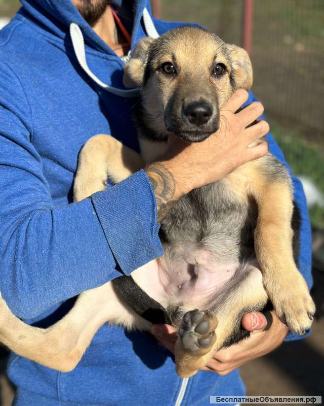 Маленький щенок Боба в добрые руки
