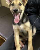 Маленький щенок Боба в добрые руки