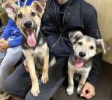 Маленький щенок Боба в добрые руки