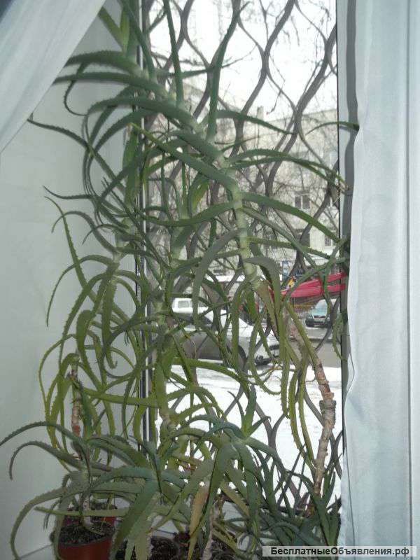 Алоэ Лечебный Фото Комнатный