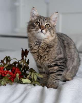 Котёнок Майк в добрые руки