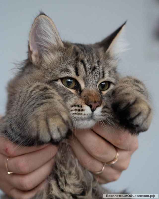 Котёнок Майк в добрые руки