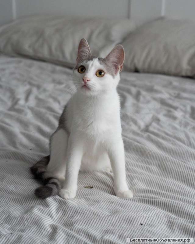 Котенок Габи в добрые руки