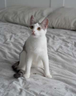 Котенок Габи в добрые руки