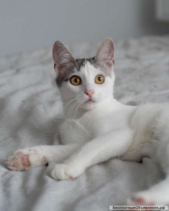 Котенок Габи в добрые руки