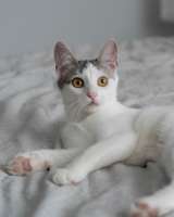 Котенок Габи в добрые руки