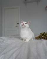 Котенок Габи в добрые руки