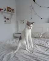 Котенок Габи в добрые руки