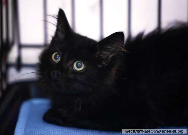 Красивый котенок даром