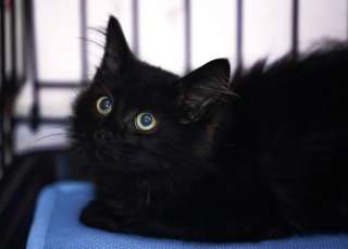 Красивый котенок даром