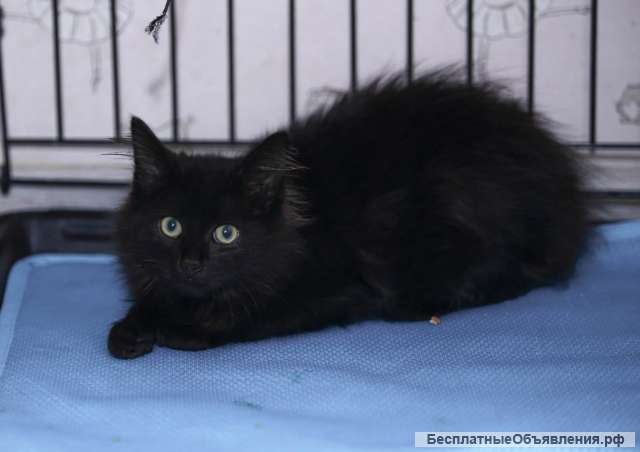 Красивый котенок даром