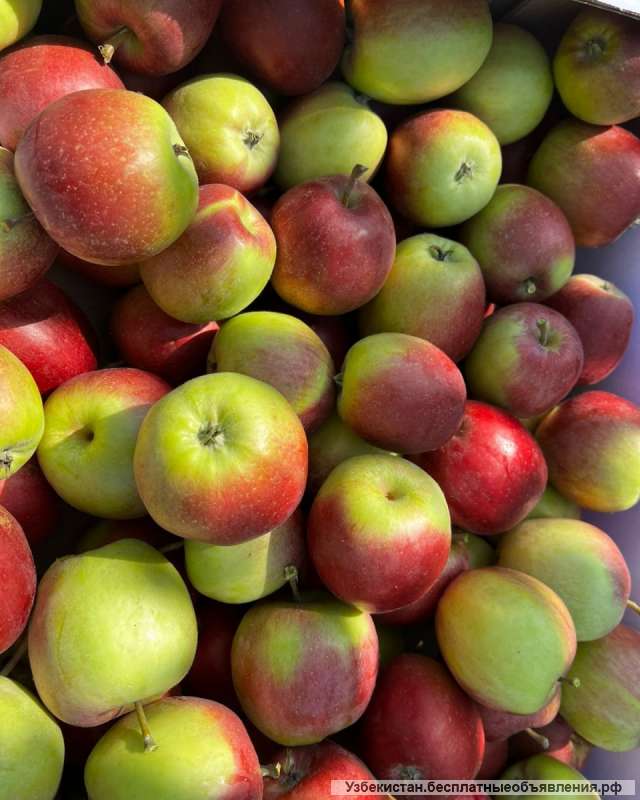 Яблоки оптом с Юга России