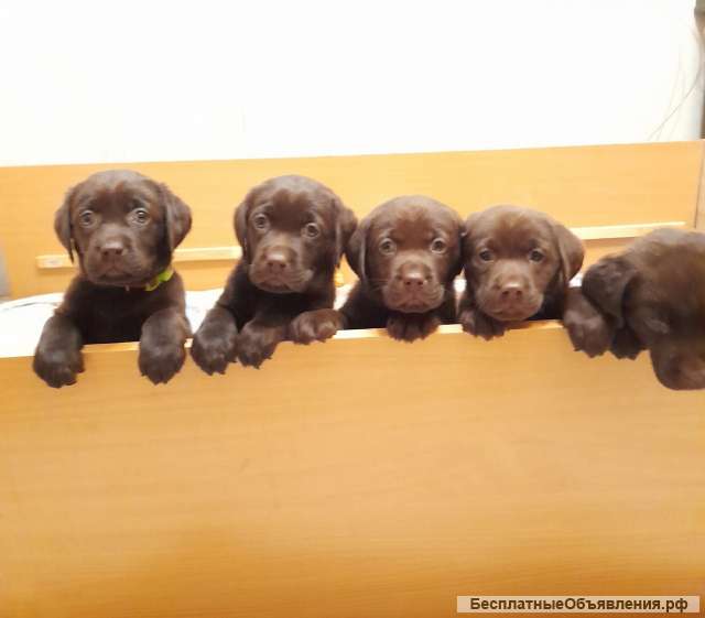 Щенки Лабрадора шоколадного окраса