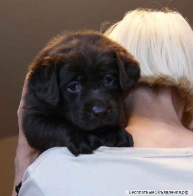 Щенки Лабрадора шоколадного окраса