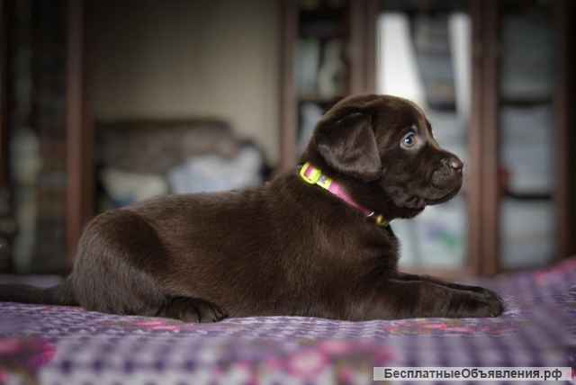 Щенки Лабрадора шоколадного окраса