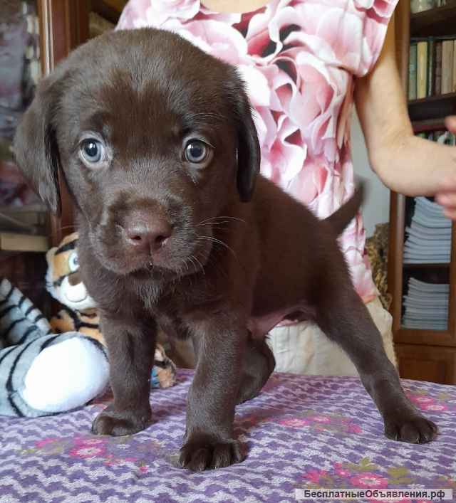 Щенки Лабрадора шоколадного окраса