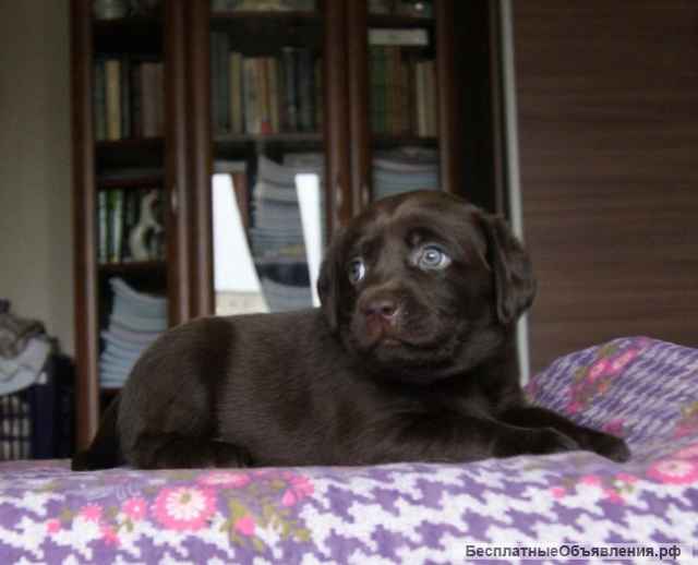 Щенки Лабрадора шоколадного окраса