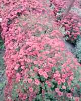 Гулдор сатылат 100 сомдон баштап 300 сомгочейин